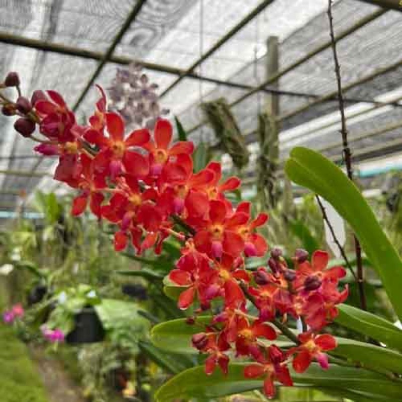 VANDA BANGKOK STERII MATURE PLANTS