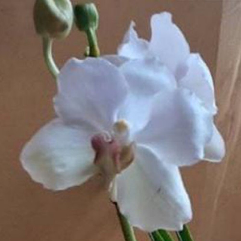 SUN VANDA - ADISAK WHITE 