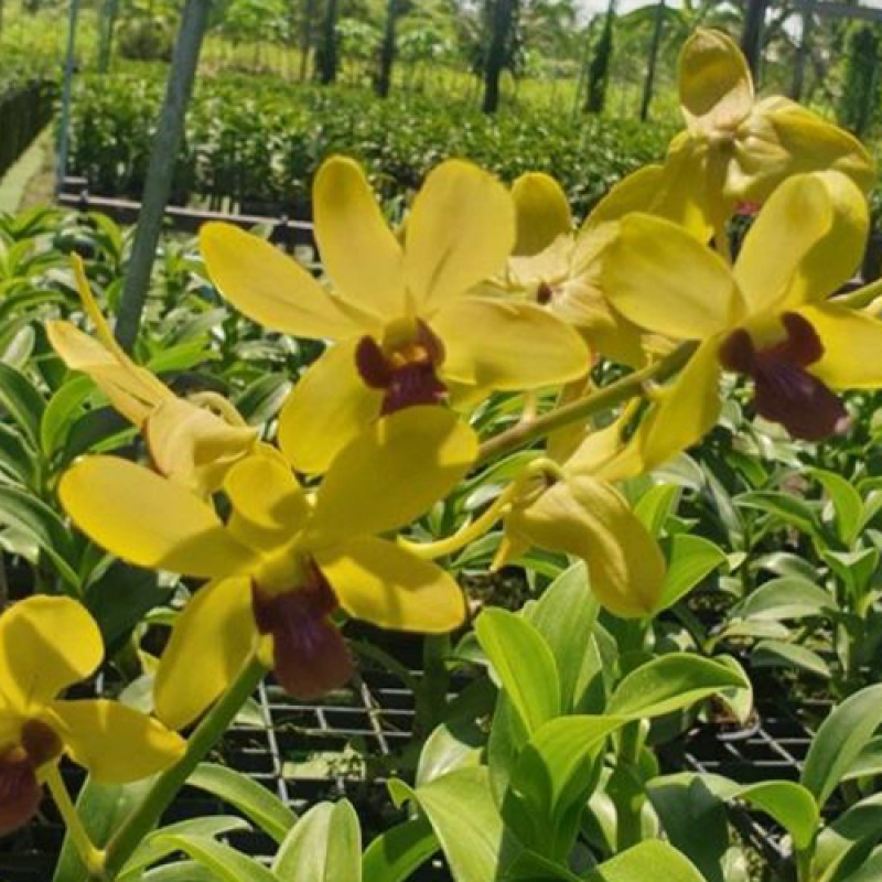 DENDROBIUM - THONGCHAI GOLD RATCHARISMA NO. 2