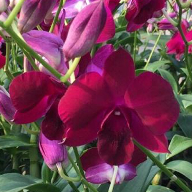 DENDROBIUM SUPERNOVA RED