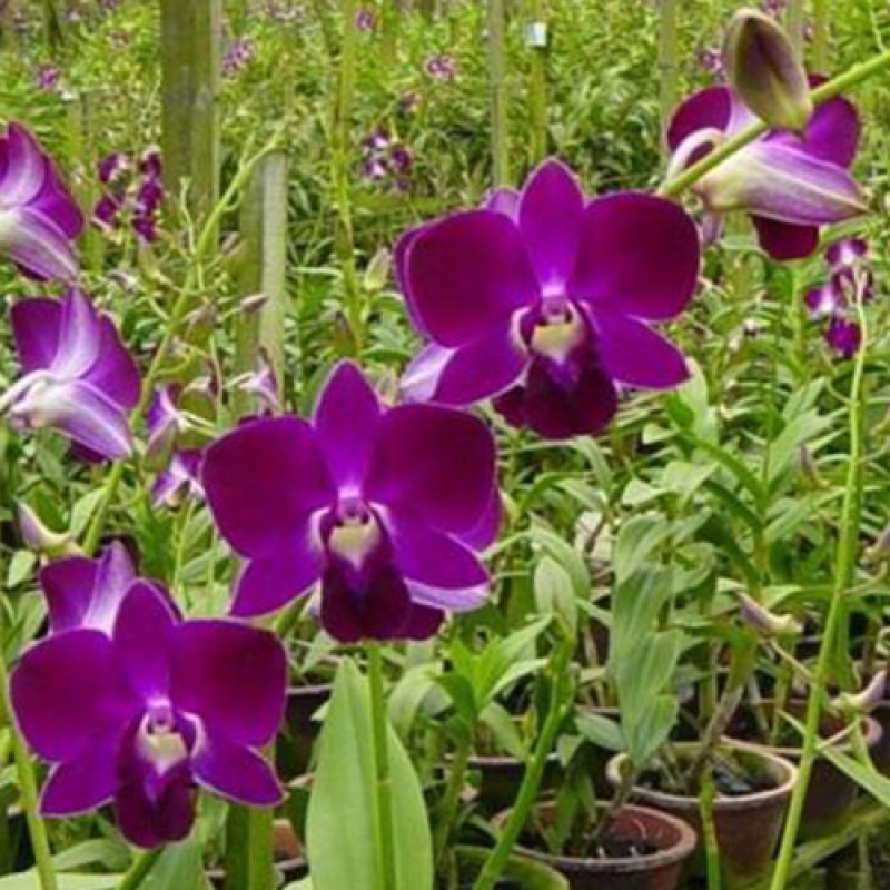 DENDROBIUM SEEDLING - RED BULL