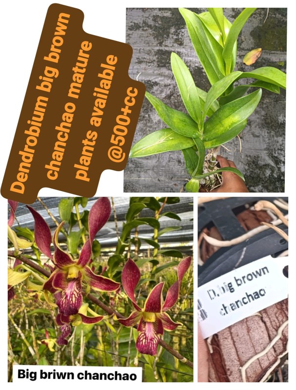 DENDROBIUM- BIG BROWN CHANCHAO (MATURE)