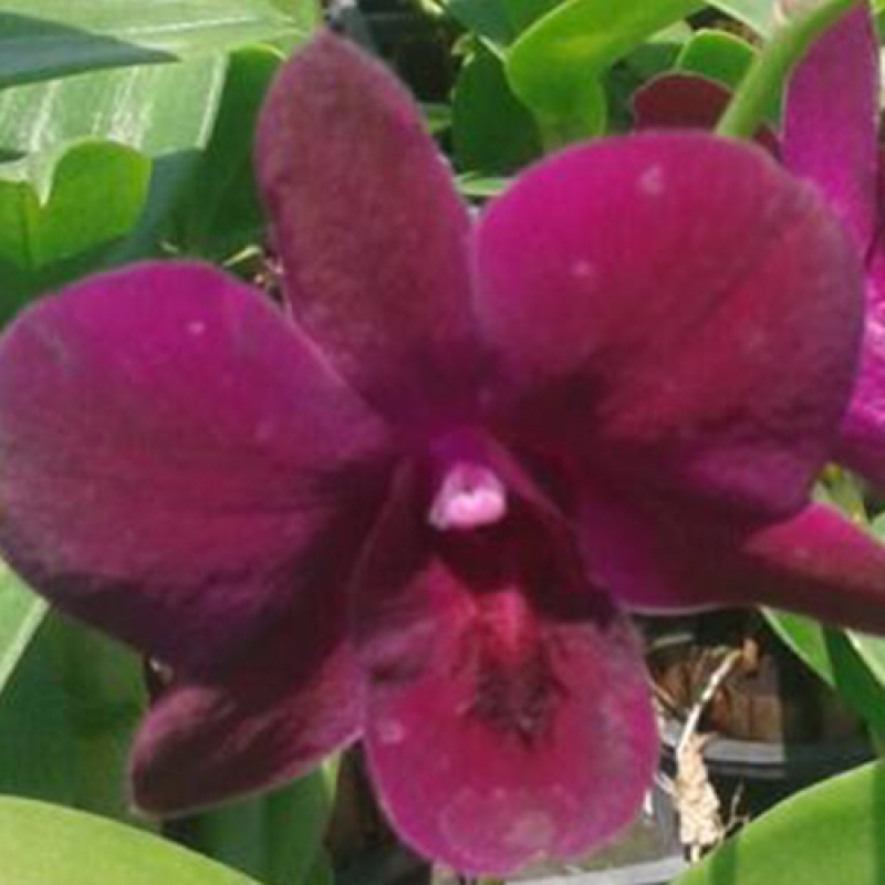 DENDROBIUM - LADDAWAN RED