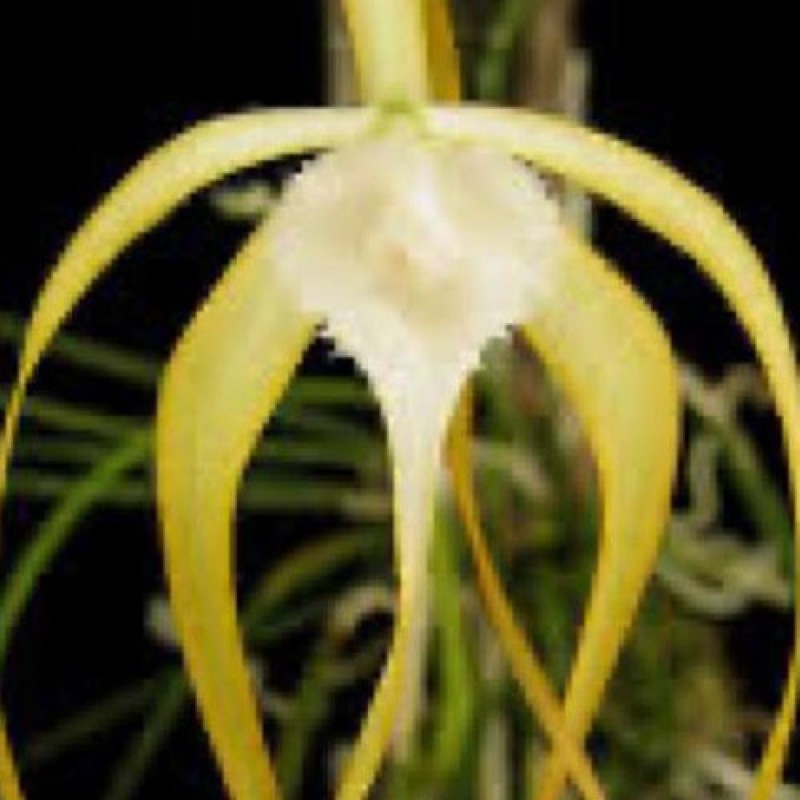 DENDROBIUM SPECIES - BRASSAVOLA CUCULLATA