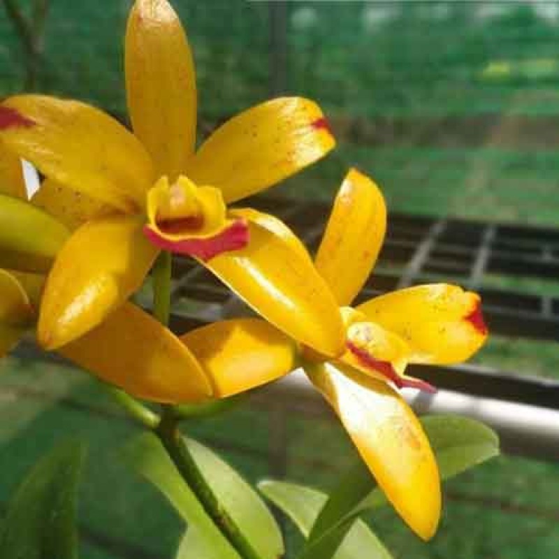 POT NETRASIRI STAR BRIGHT VAR YELLOW PLASTIC MATURE PLANTS