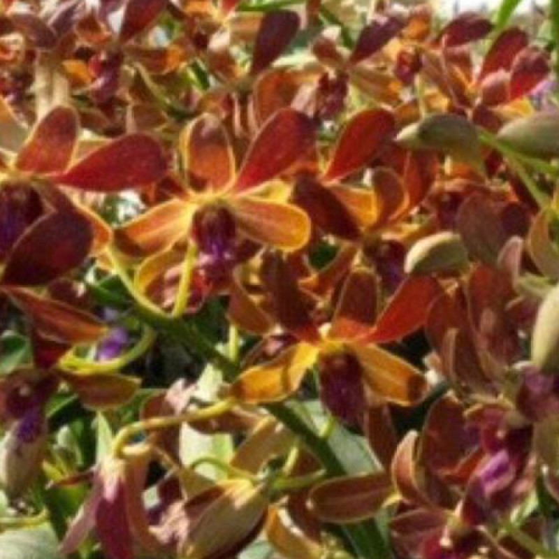 DENDROBIUM - BROWN PURPLE LIP 