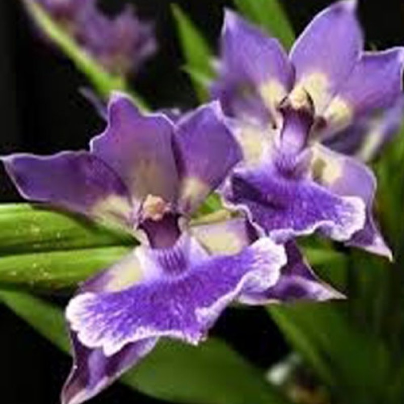 DEN.SPECIES - ZYGONESIA HYBRID MURASAKI