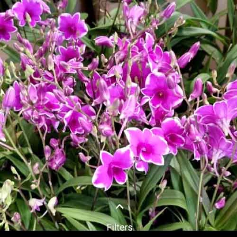 DENDROBIUM MINI YAYA RED SPLASH SEEDLING