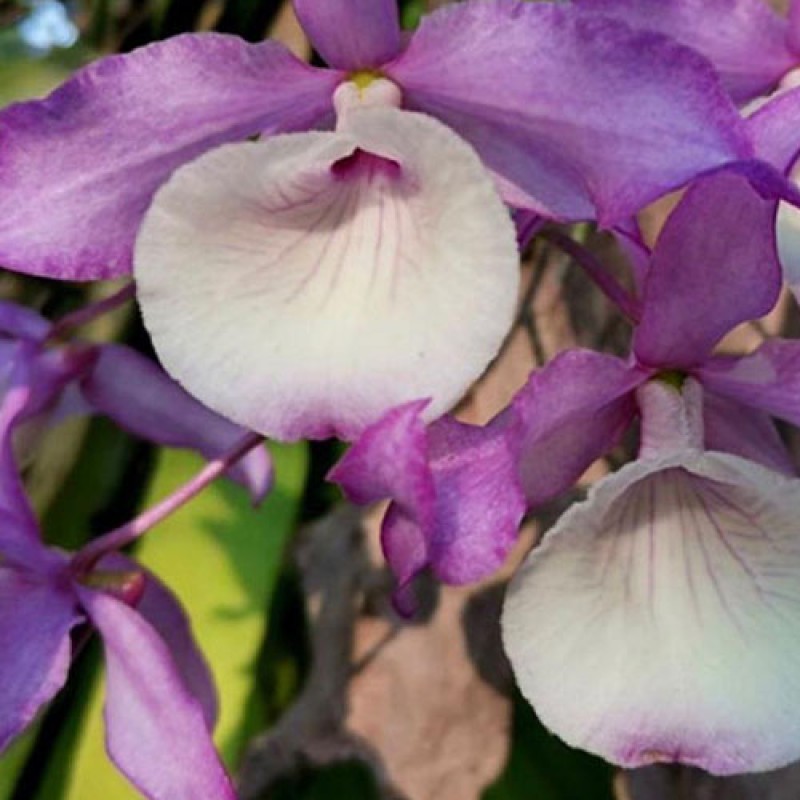 DENDROBIUM - TORTILE 