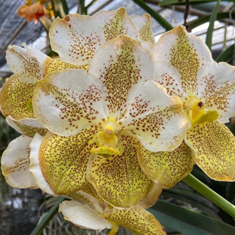 VANDA - WHITE YELLOW 275