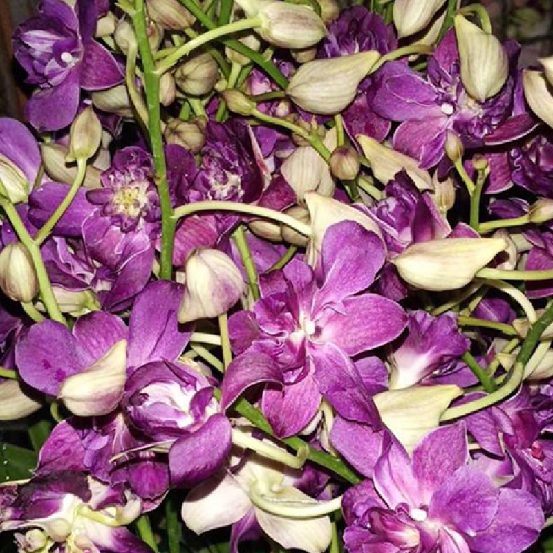 DENDROBIUM (MATURE PLANT) - ROSE BETTY BLUE