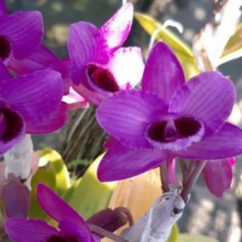 DENDROBIUM - PARISHII