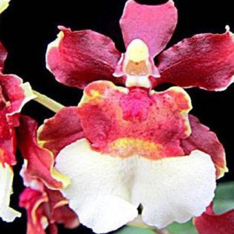 ONICIDIUM - GUMPAGAN