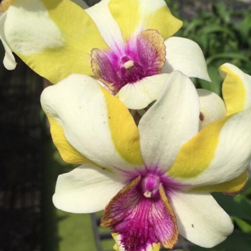 DENDROBIUM STAR 41