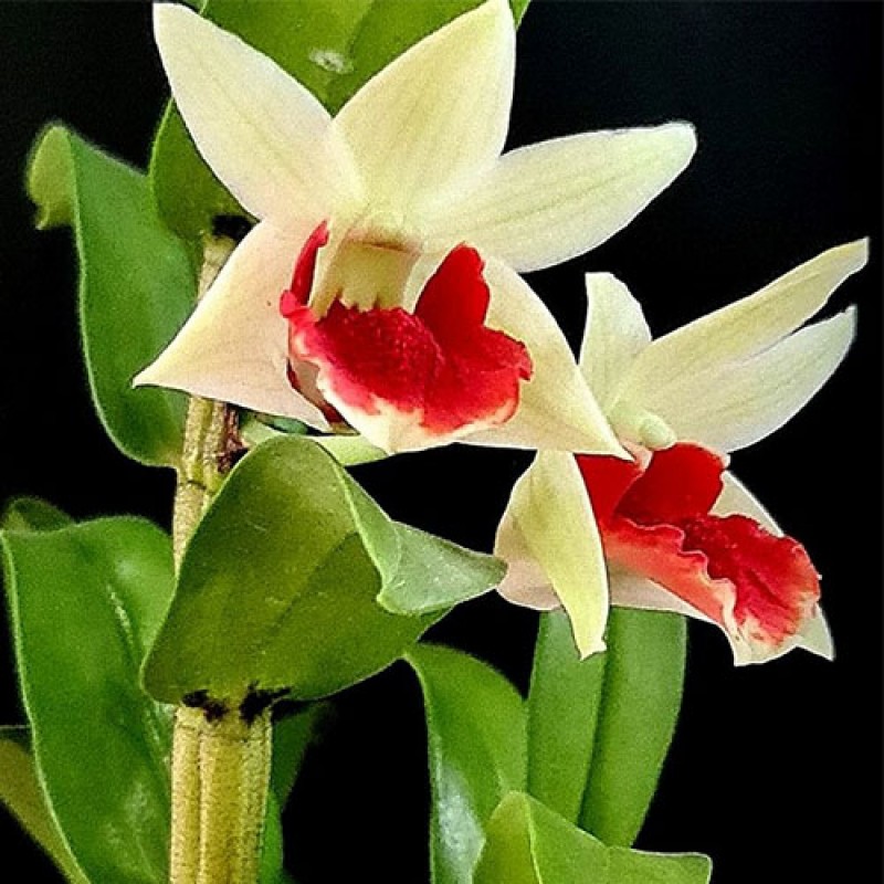 DEN. SPECIES - FROSTY DAWN 
