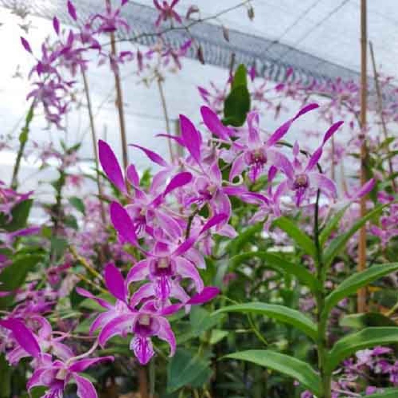 DENDROBIUM PINK TWIST 205