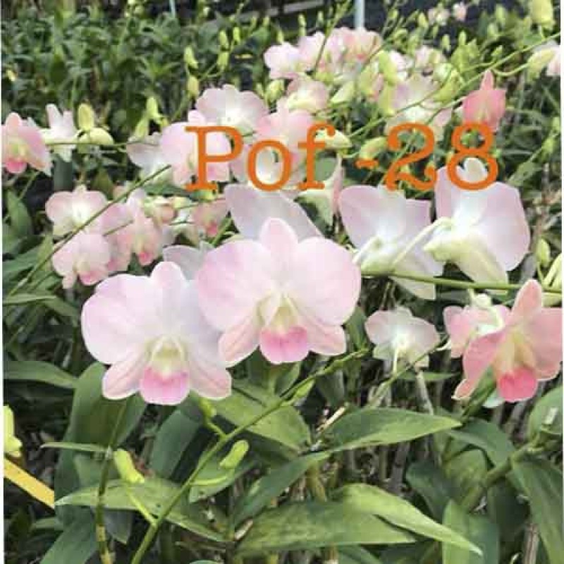 DENDROBIUM POF 28 (MATURE PLANT)