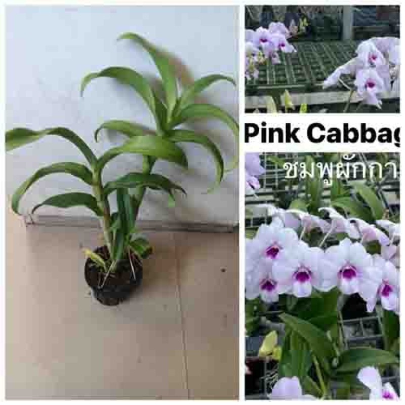 DENDROBIUM - PINK CABBAGE