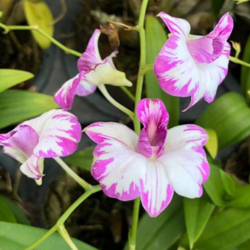 DENDROBIUM - SPLASH COMPACT