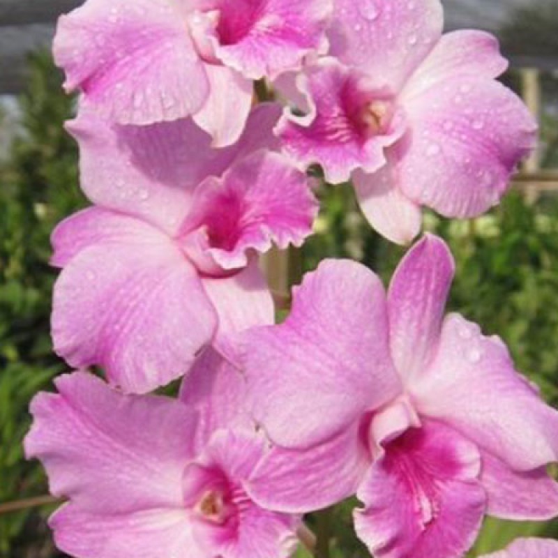 DENDROBIUM(SEEDLING) - PINK DRAGON