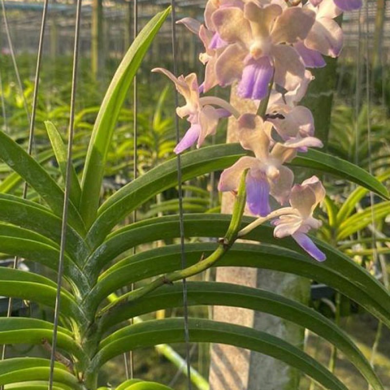 VANDA - TESSELLATA x COELESTIS ALBA