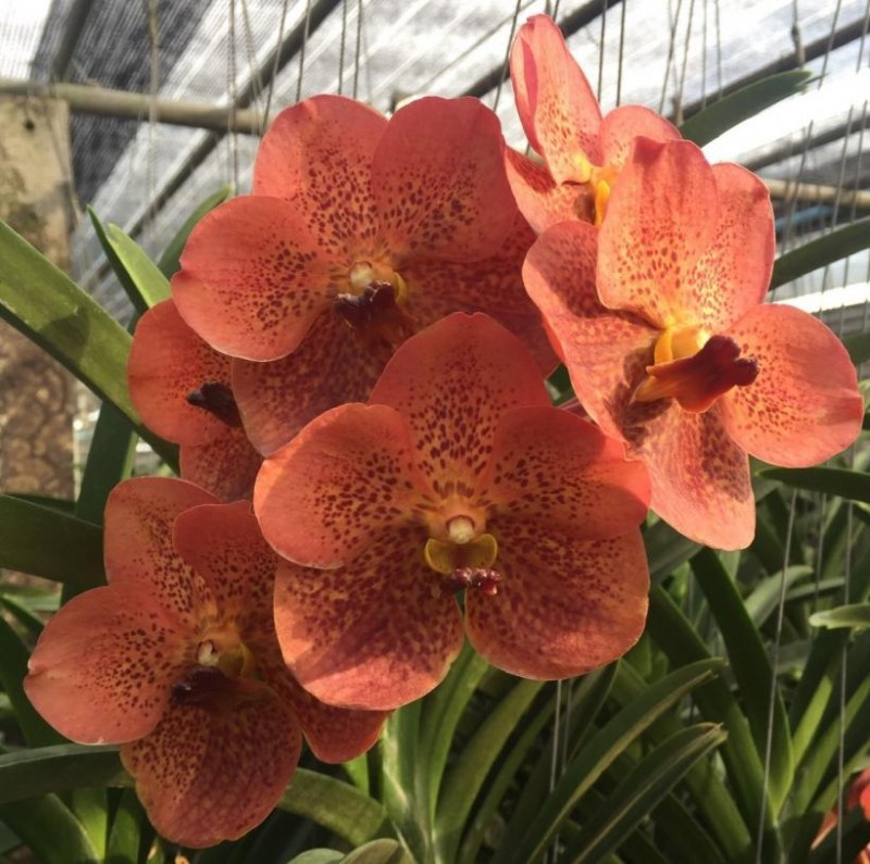 VANDA- DUANGMANEE ORANGE