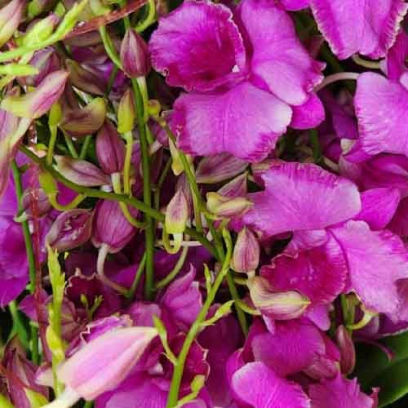 DENDROBIUM LADY PINK MATURE PLANTS