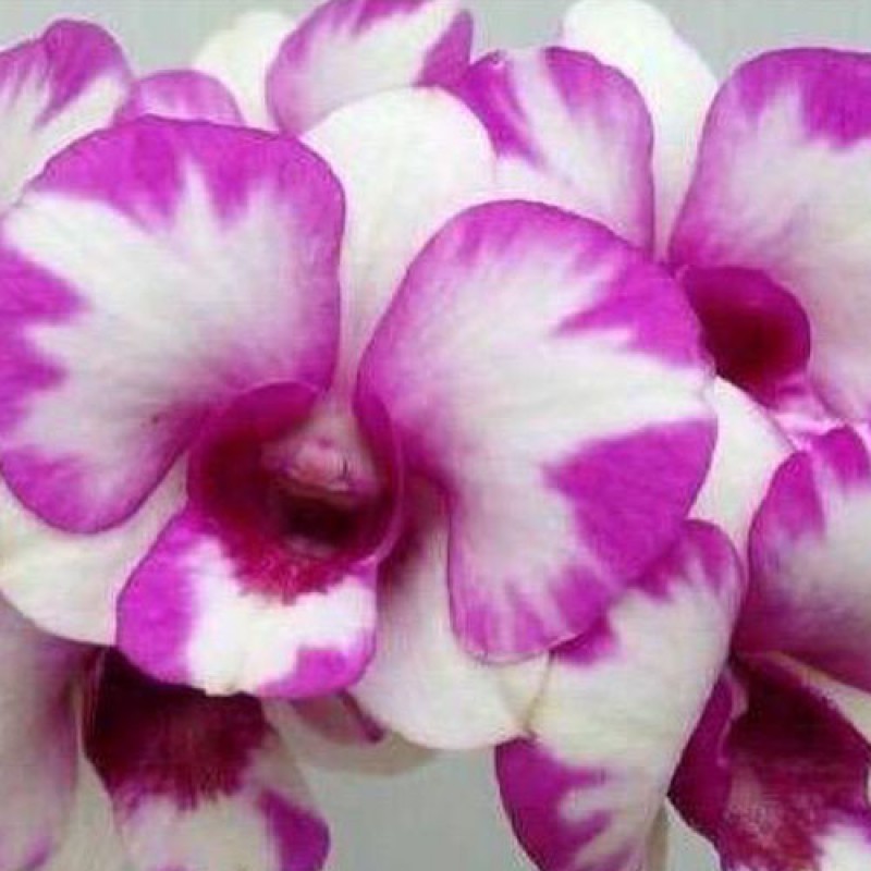 DEN.SPECIES - MINI YAYA SPLASH