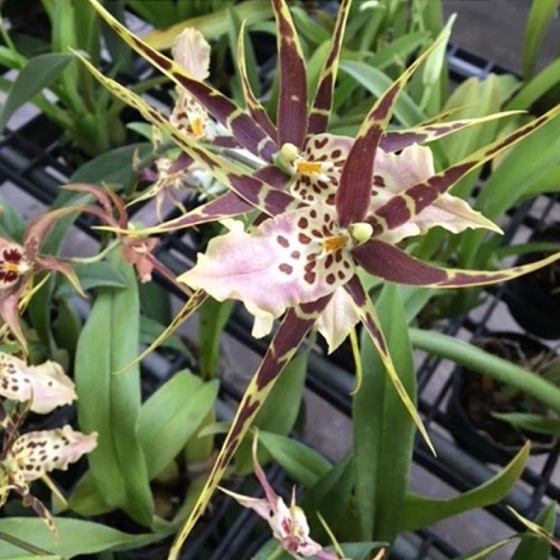 ONICIDIUM - SHELOBE