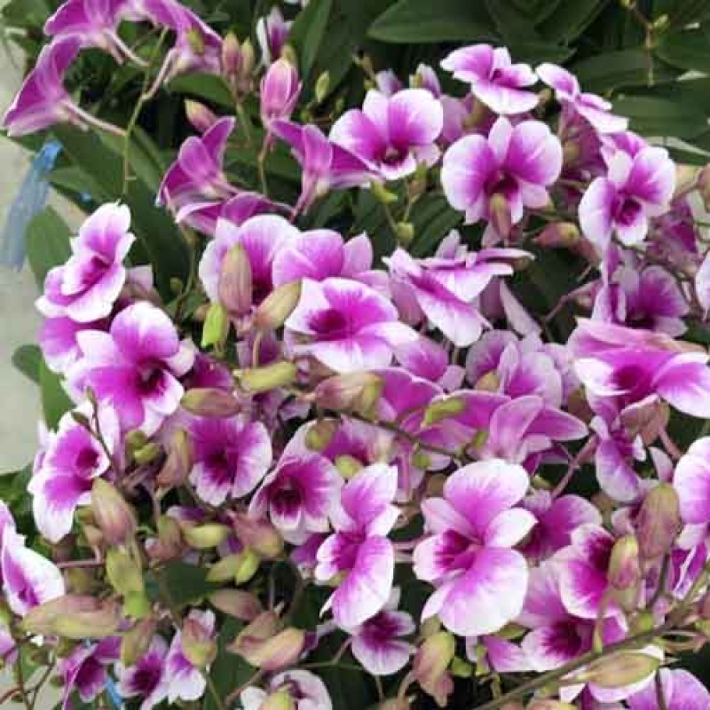 DENDROBIUM MINI YAYA 