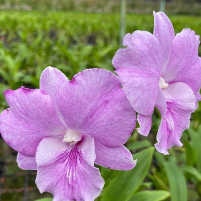 DENDROBIUM - WAVE PINK 