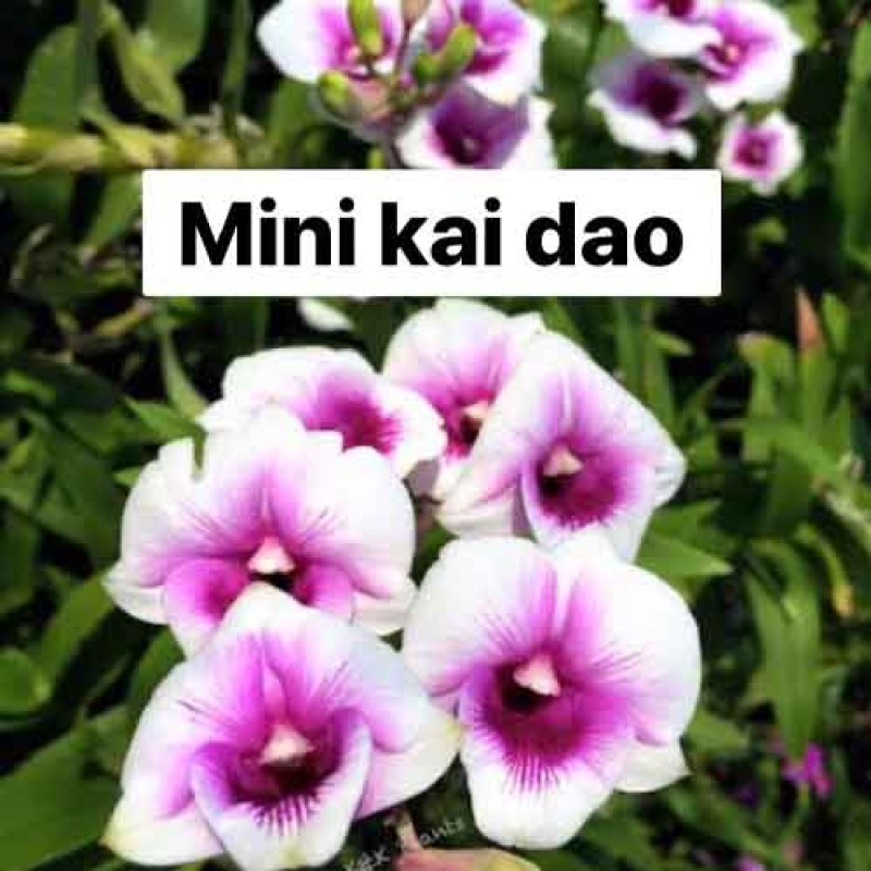 DENDROBIUM MINI KAI DEO