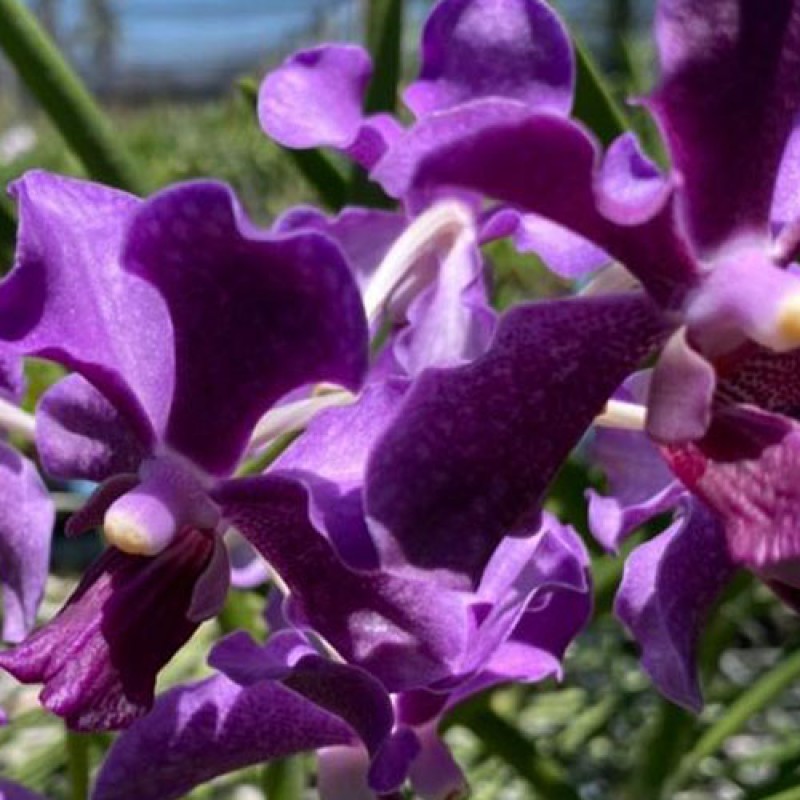 SUN VANDA - BLUE 
