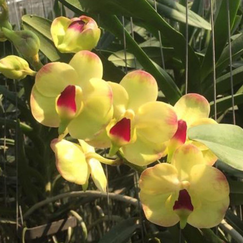 VANDA - LAWRENCE YELLOW RED 