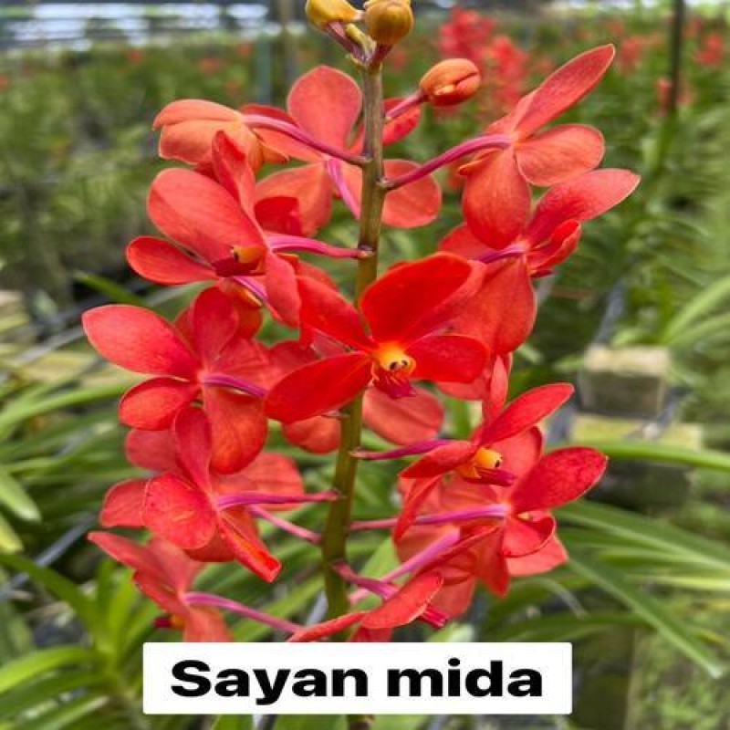 SAYAN MIDA(SC)