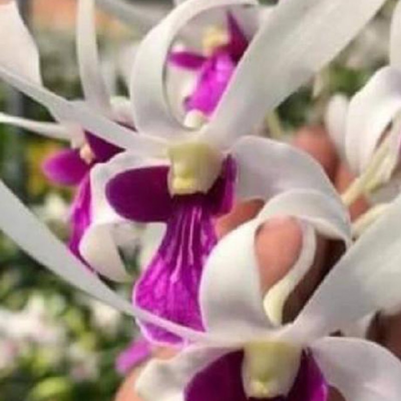 DENDROBIUM - MEESANGNIL