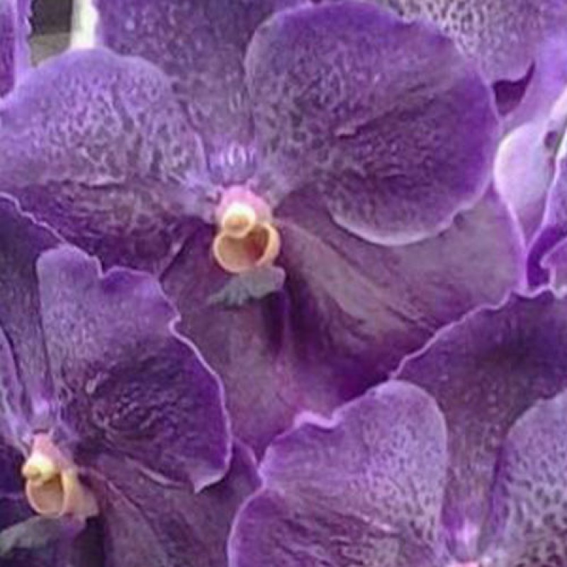 VANDA - PURE WAX BLUE