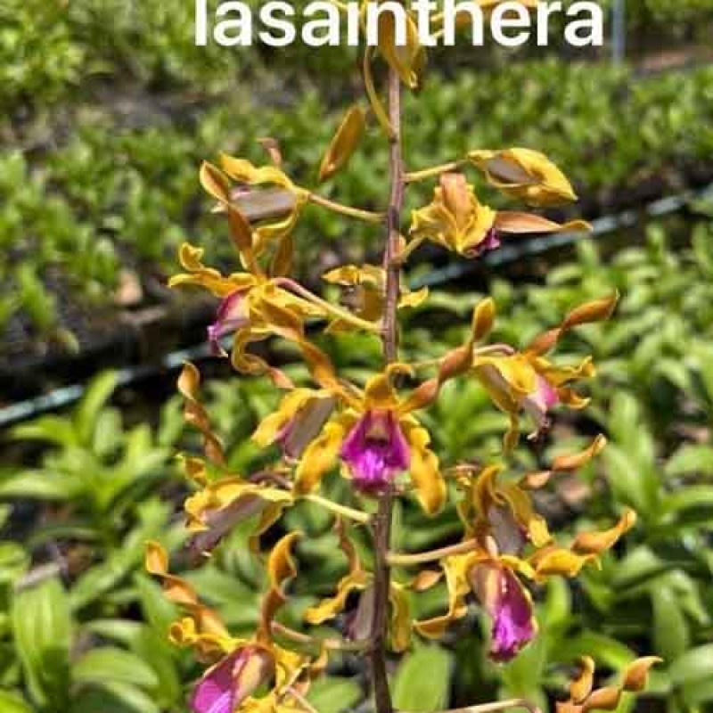 DENDROBIUM SAIH KOKO X LASAINTHERA MATURE PLANT
