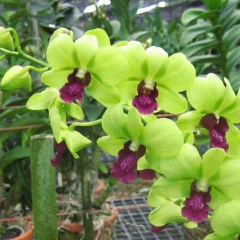 DENDROBIUM GREEN RED LIP MATURE