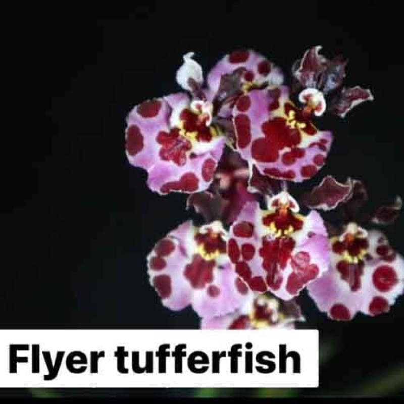TULUMINA FLYER TUFFERFISH