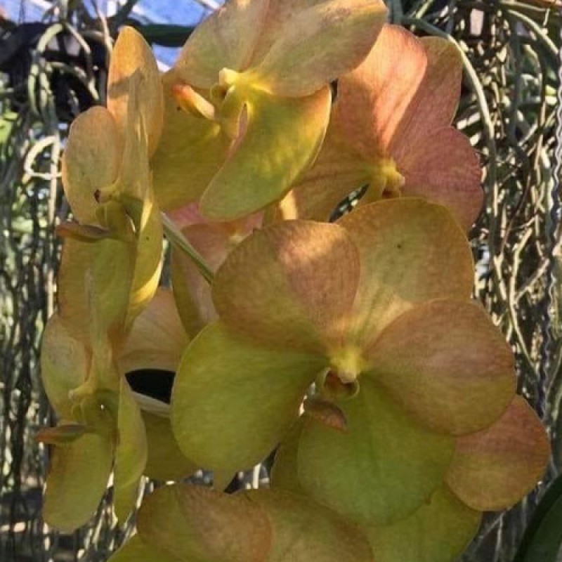 VANDA - PEACH YELLOW