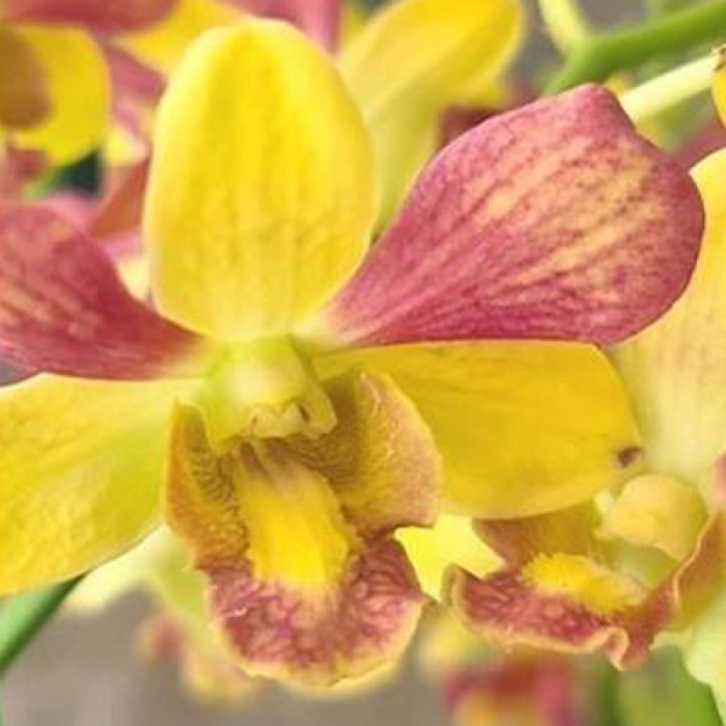 DENDROBIUM - PRETTY DOLL