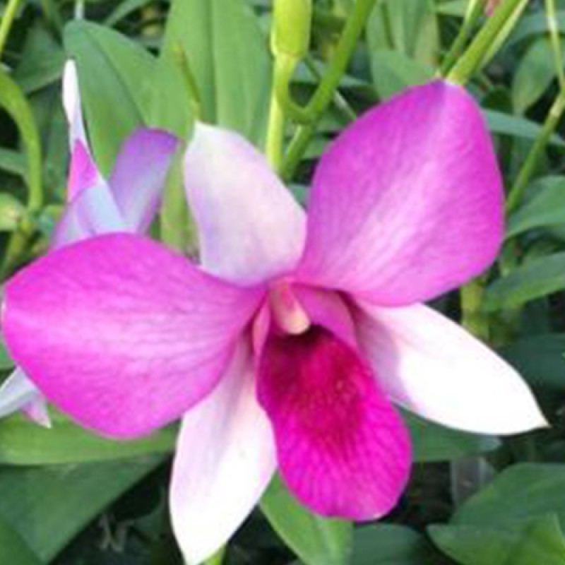 DENDROBIUM - SAI RUNG