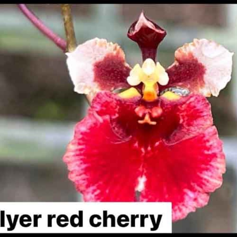 TULUMINA - FLYER RED CHERRY
