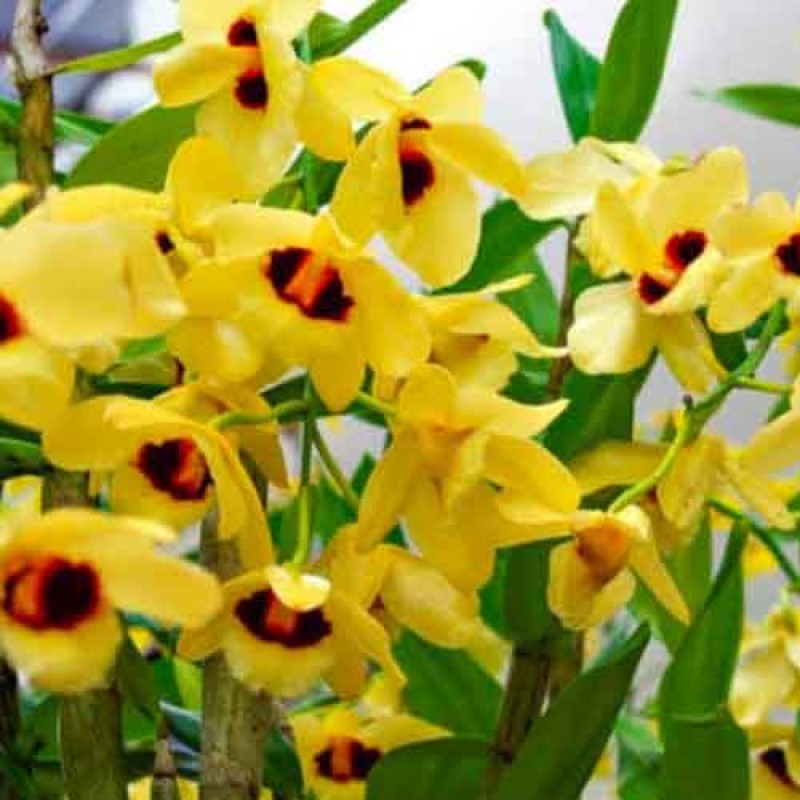 DENDROBIUM -GATTON SUNRAY MATURE