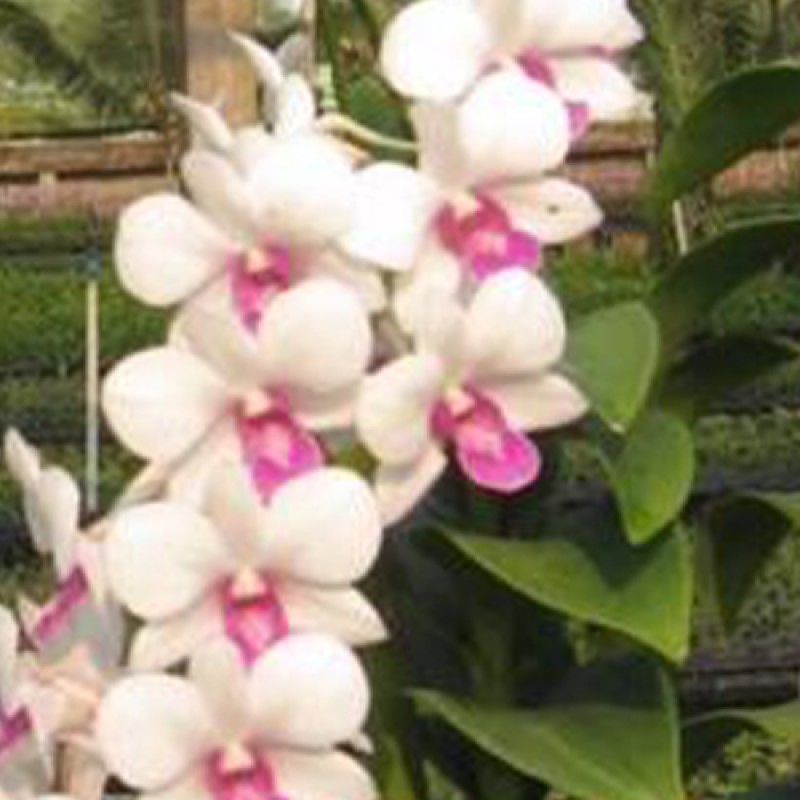 DENDROBIUM - SNOOPY