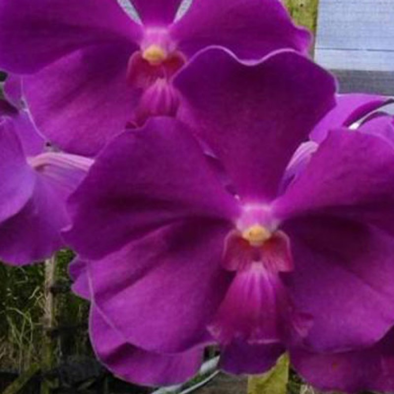 SUN VANDA - WEERA BLUE 