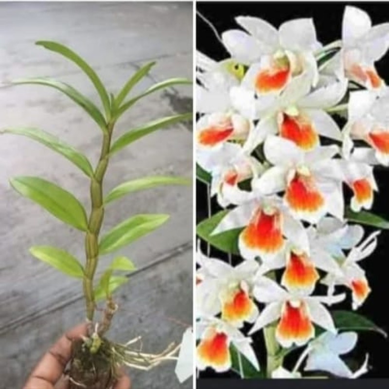 DEN.SPECIES-DAWN MALEE(SMALL PLANT)