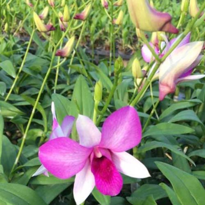 DENDROBIUM SEEDLING -SAIRUNG