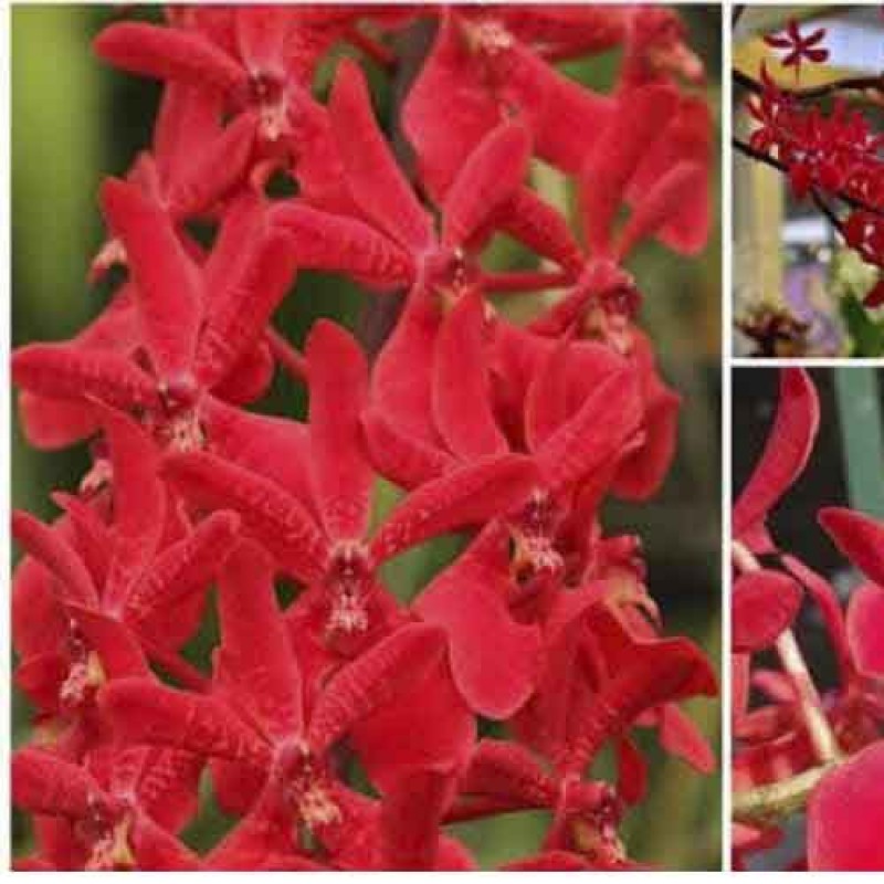 RENANDRA BANGOK FLAME (MATURE PLANT)